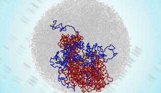 MIT experiments have revealed the existence of “microcompartments,” shown in yellow, within the 3D structure of the genome…