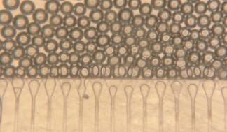 Researchers used a microfluidic device to generate hydrogel microspheres of uniform shape and size. These spheres are then…