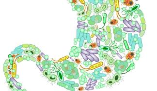 gut-with-bacteria-shutterstock_418246657-copy-720x720.jpg