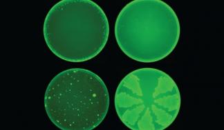 mit-new-antibiotic-01_0.jpg