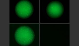 mit-programmable-gels_0.jpg