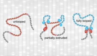 mit_genome-loops-01-press_0-720x481.jpg