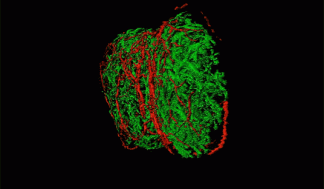 sensoryneurons_large_0.gif