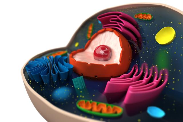 How dividing cells pass down epigenetic memory, which helps a cell to maintain its cell type, has long been a mystery.