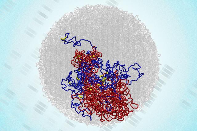MIT experiments have revealed the existence of “microcompartments,” shown in yellow, within the 3D structure of the genome…