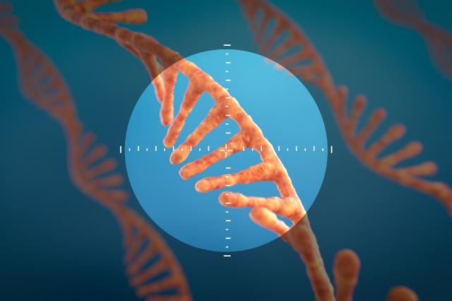 MIT researchers demonstrated that their RNA sensor could accurately identify cells expressing a mutated version of the p53…