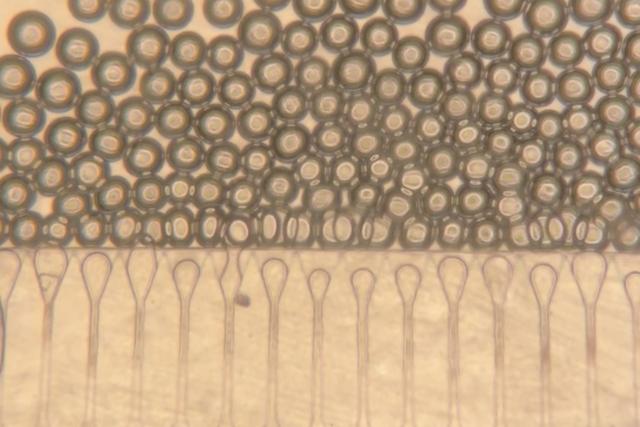 Researchers used a microfluidic device to generate hydrogel microspheres of uniform shape and size. These spheres are then…