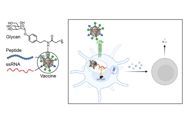 In new research led by MIT scientists, virus-like particles (dark gray) coated in glycans (green) were administered via…