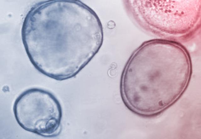 Biomaterials