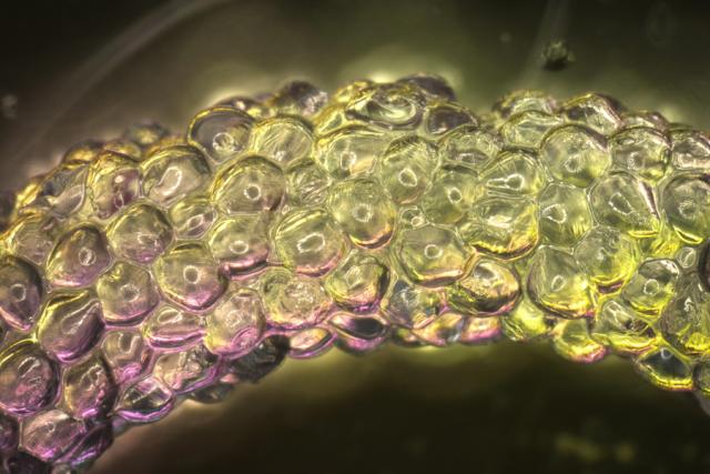 Hydrogel Roche
